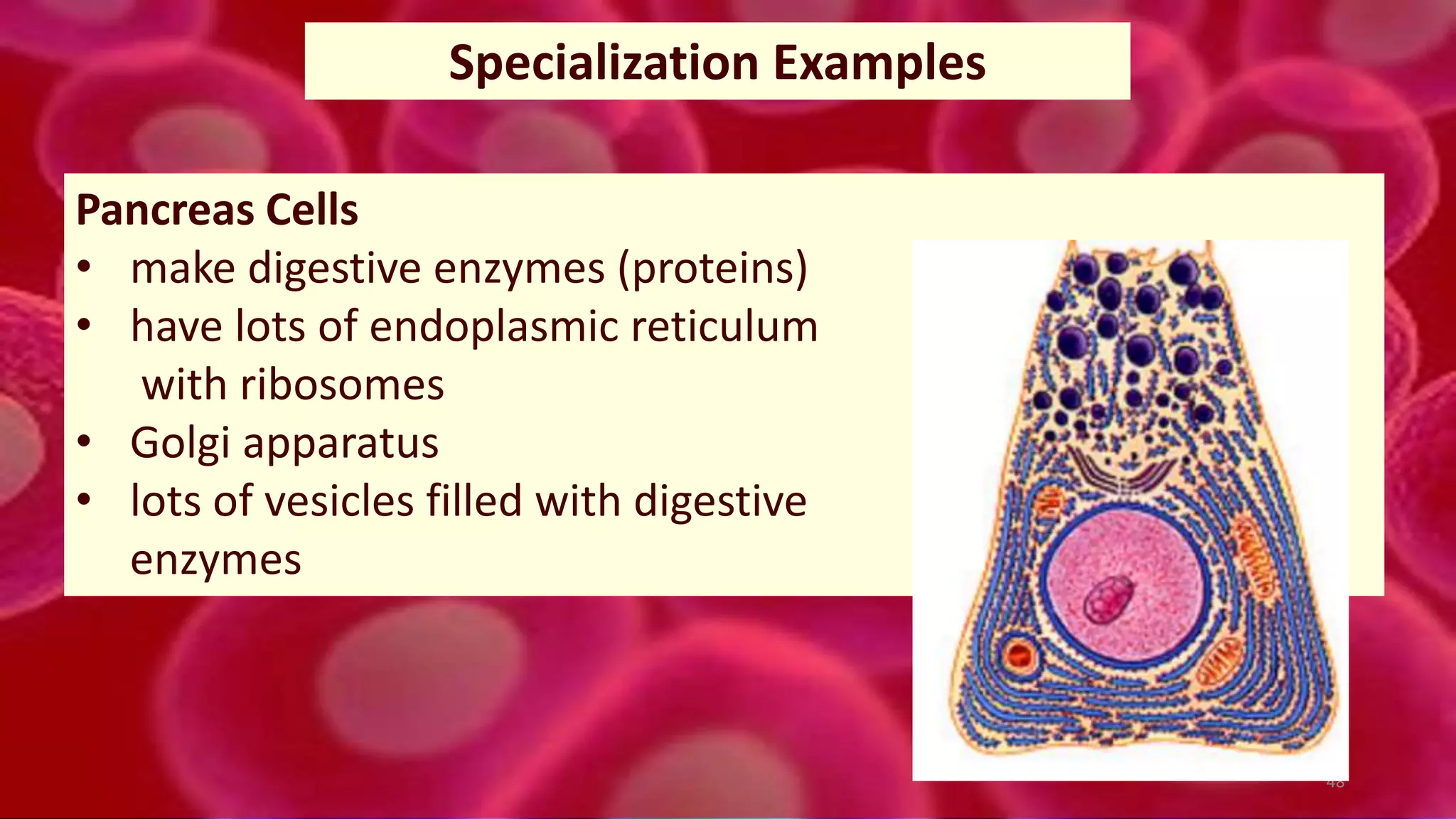 48
Specialization Examples
Pancreas Cells
• make digestive enzymes (proteins)
• have lots of endoplasmic reticulum
with ribosomes
• Golgi apparatus
• lots of vesicles filled with digestive
enzymes
 