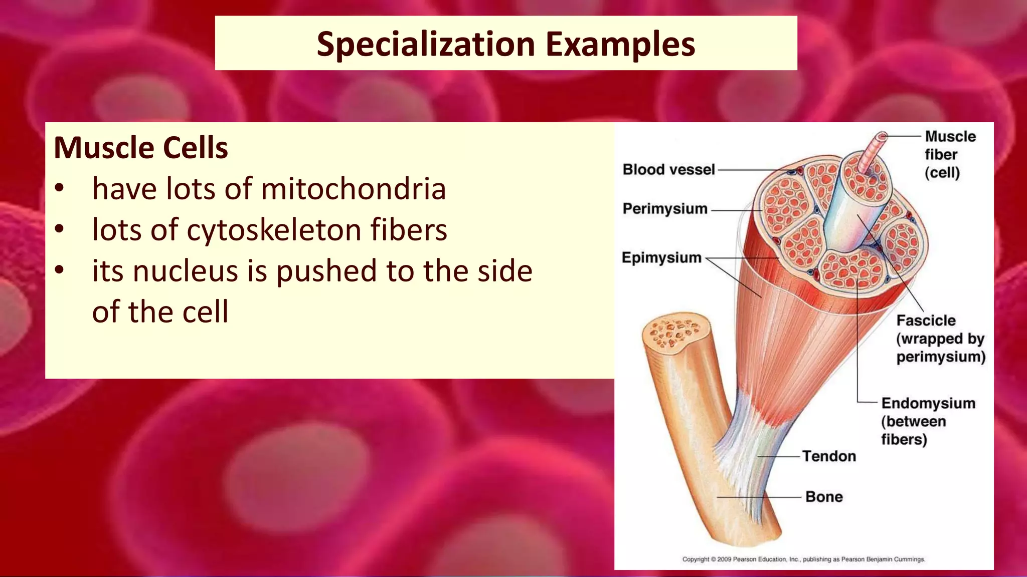 49
Specialization Examples
Muscle Cells
• have lots of mitochondria
• lots of cytoskeleton fibers
• its nucleus is pushed to the side
of the cell
 