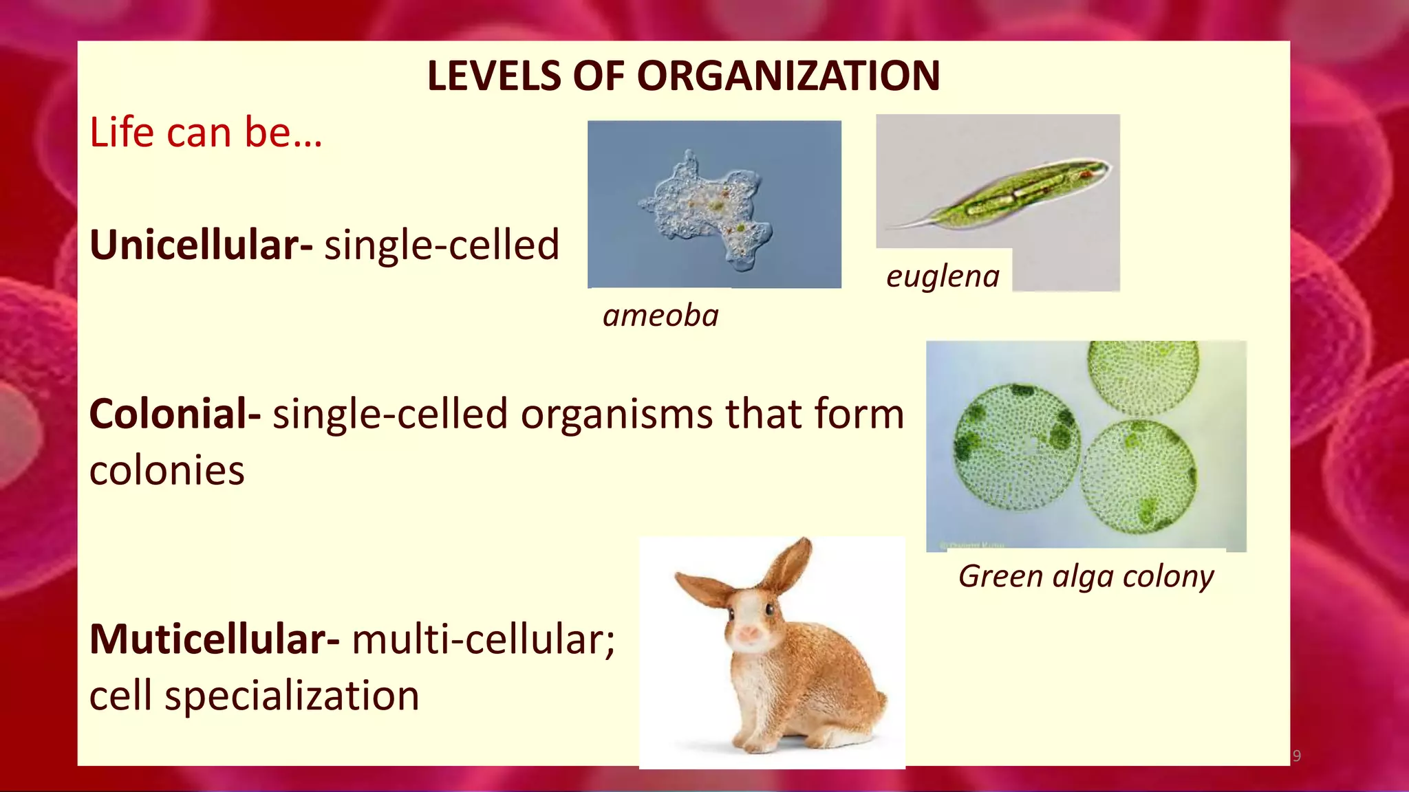 LEVELS OF ORGANIZATION
Life can be…
Unicellular- single-celled
Colonial- single-celled organisms that form
colonies
Muticellular- multi-cellular;
cell specialization
Green alga colony
ameoba
euglena
9
 