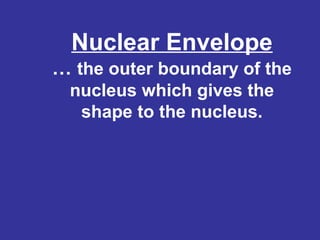 Nuclear Envelope
… the outer boundary of the
nucleus which gives the
shape to the nucleus.

 