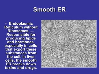 Smooth ER
• Endoplasmic
Reticulum without
Ribosomes…..
Responsible for
producing lipids
and hormones,
especially in cells
that export these
substances from
the cell. In liver
cells, the smooth
ER breaks down
toxins and drugs.

 