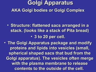 Golgi Apparatus
AKA Golgi bodies or Golgi Complex
• Structure: flattened sacs arranged in a
stack. (looks like a stack of Pita bread)
• 3 to 20 per cell.
• The Golgi Apparatus package and modify
proteins and lipids into vesicles (small,
spherical shaped sacs that bud from the
Golgi apparatus). The vesicles often merge
with the plasma membrane to release
contents to the outside of the cell.

 