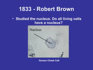 1833 - Robert Brown
• Studied the nucleus. Do all living cells
have a nucleus?
Nucleus

Human Cheek Cell

 