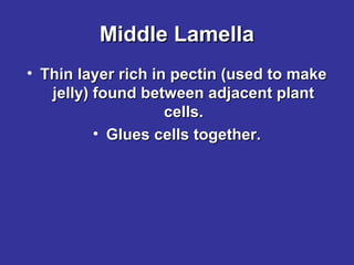 Middle Lamella
• Thin layer rich in pectin (used to make
jelly) found between adjacent plant
cells.
• Glues cells together.

 