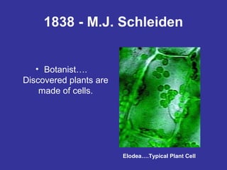 1838 - M.J. Schleiden
• Botanist….
Discovered plants are
made of cells.

Elodea….Typical Plant Cell

 