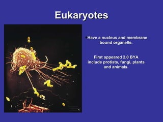 Eukaryotes Have a nucleus and membrane bound organelle. First appeared 2.0 BYA include protists, fungi, plants and animals. 