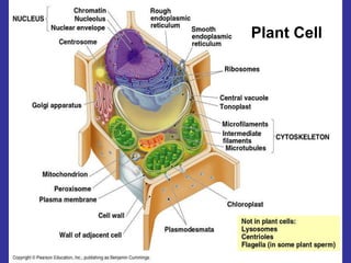 Plant Cell 