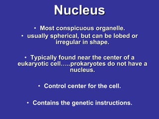 Nucleus Most conspicuous organelle. usually spherical, but can be lobed or irregular in shape. Typically found near the center of a eukaryotic cell…..prokaryotes do not have a nucleus. Control center for the cell. Contains the genetic instructions. 