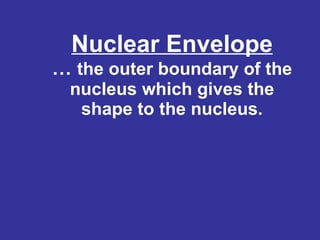 Nuclear Envelope …  the outer boundary of the nucleus which gives the shape to the nucleus. 