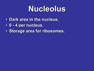 Nucleolus Dark area in the nucleus. 0 - 4 per nucleus. Storage area for ribosomes. 