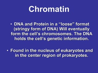 Chromatin DNA and Protein in a “loose” format (stringy form of DNA) Will eventually form the cell’s chromosomes. The DNA holds the cell’s genetic information. Found in the nucleus of eukaryotes and in the center region of prokaryotes. 
