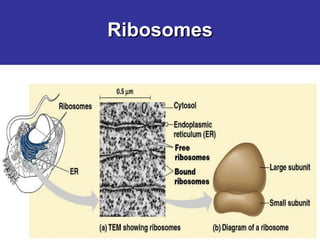 Ribosomes 