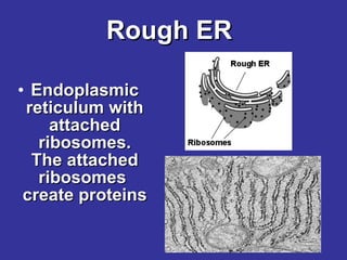 Rough ER Endoplasmic reticulum with attached ribosomes. The attached ribosomes  create proteins  