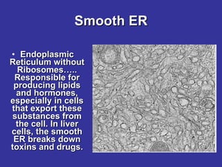 Smooth ER Endoplasmic Reticulum without Ribosomes….. Responsible for producing lipids and hormones, especially in cells that export these substances from the cell. In liver cells, the smooth ER breaks down toxins and drugs. 