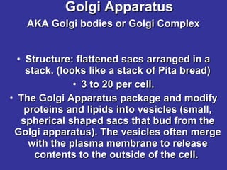 Golgi Apparatus AKA Golgi bodies or Golgi Complex   Structure: flattened sacs arranged in a stack. (looks like a stack of Pita bread) 3 to 20 per cell. The Golgi Apparatus package and modify proteins and lipids into vesicles (small, spherical shaped sacs that bud from the Golgi apparatus). The vesicles often merge with the plasma membrane to release contents to the outside of the cell.  