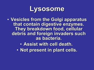 Lysosome Vesicles from the Golgi apparatus that contain digestive enzymes. They breakdown food, cellular debris and foreign invaders such as bacteria. Assist with cell death.  Not present in plant cells. 