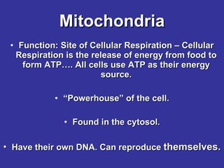 Mitochondria Function: Site of Cellular Respiration – Cellular Respiration is the release of energy from food to form ATP…. All cells use ATP as their energy source. “ Powerhouse” of the cell. Found in the cytosol. Have their own DNA. Can reproduce  themselves. 