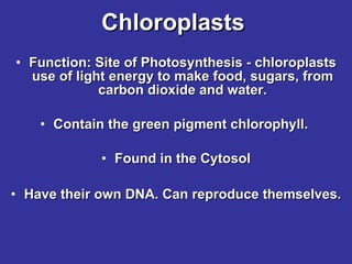 Chloroplasts Function: Site of Photosynthesis - chloroplasts use of light energy to make food, sugars, from carbon dioxide and water. Contain the green pigment chlorophyll.  Found in the Cytosol Have their own DNA. Can reproduce themselves. 
