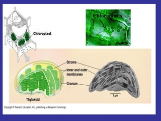 Chloroplasts 