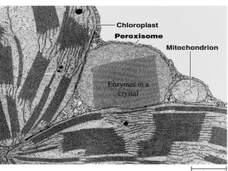Enzymes in a crystal 