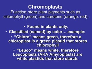 Chromoplasts   Function :  store plant pigments such as  chlorophyll (green) and carotene (orange, red). Found in plants only. Classified (named) by color….example:  “ Chloro” means green, therefore a chloroplast is a green plastid that stores chlorophyll “ Leuco” means white, therefore Leucoplasts (AKA Amyloplasts) are white plastids that store starch. 