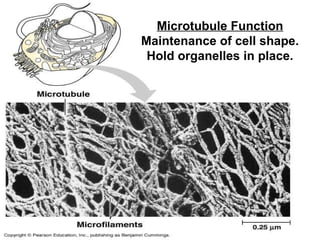 Microtubule Function Maintenance of cell shape. Hold organelles in place. 