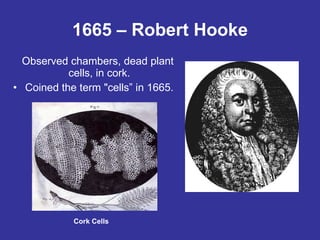 1665 – Robert Hooke Observed chambers, dead plant cells, in cork. Coined the term "cells” in 1665. Cork Cells 
