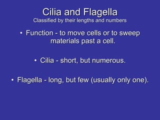 Cilia and Flagella Classified by their lengths and numbers Function - to move cells or to sweep materials past a cell. Cilia - short, but numerous. Flagella - long, but few (usually only one). 