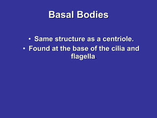 Basal Bodies Same structure as a centriole. Found at the base of the cilia and flagella . 