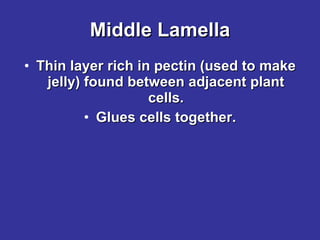 Middle Lamella Thin layer rich in pectin (used to make jelly) found between adjacent plant cells. Glues cells together. 