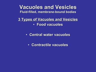 Vacuoles and Vesicles Fluid-filled, membrane-bound bodies 3 Types of Vacuoles and Vesicles Food vacuoles Central water vacuoles Contractile vacuoles 