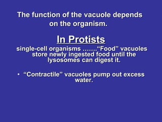   The function of the vacuole depends on the organism. In Protists single-cell organisms …….“Food” vacuoles store newly ingested food until the lysosomes can digest it. “ Contractile” vacuoles pump out excess water. 