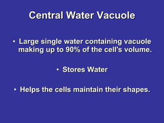 Central Water Vacuole Large single water containing vacuole making up to 90% of the cell's volume. Stores Water Helps the cells maintain their shapes. 
