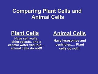Comparing Plant Cells and  Animal Cells Plant Cells   Have cell walls, chloroplasts, and a central water vacuole…animal cells do not!! Animal Cells Have lysosomes and centrioles…. Plant cells do not!!  