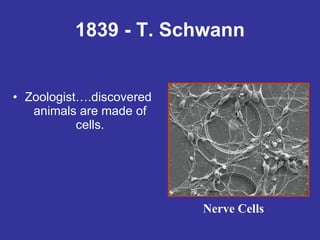 1839 - T. Schwann Zoologist….discovered  animals are made of cells. Nerve Cells 