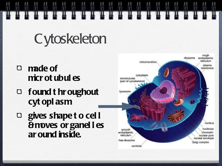 prokaryotes and Eukaryotic cell