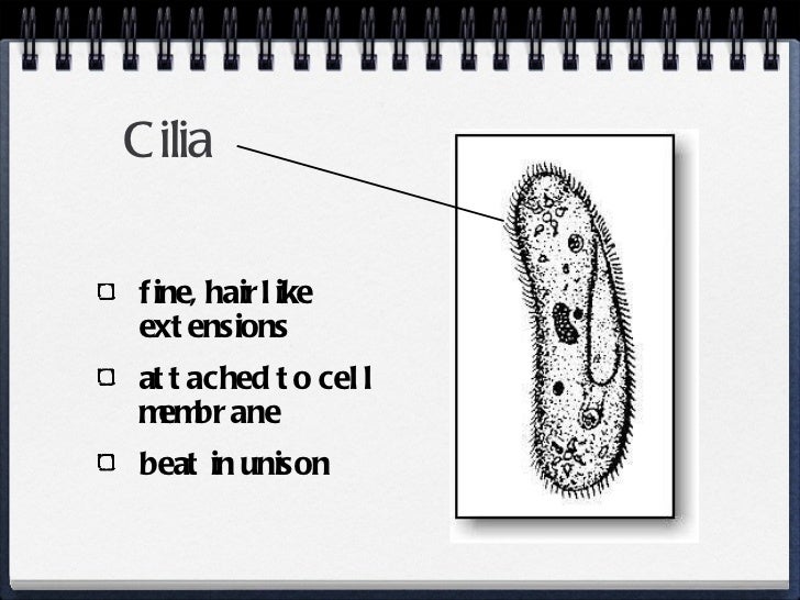 prokaryotes and Eukaryotic cell