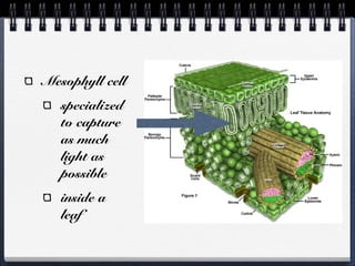 Mesophyll cell
specialized
to capture
as much
light as
possible
inside a
leaf

 