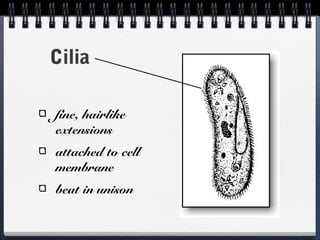 Cilia
fine, hairlike
extensions
attached to cell
membrane
beat in unison

 