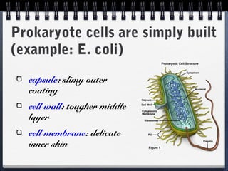 Prokaryote cells are simply built
(example: E. coli)
capsule: slimy outer
coating
cell wall: tougher middle
layer
cell membrane: delicate
inner skin

 