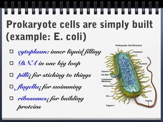 Prokaryote cells are simply built
(example: E. coli)
cytoplasm: inner liquid filling
DNA in one big loop
pilli: for sticking to things
flagella: for swimming
ribosomes: for building
proteins

 