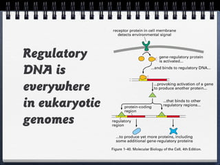 7

Regulatory
DNA is
everywhere
in eukaryotic
genomes

 