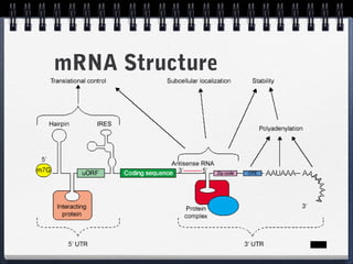 7

mRNA Structure

 