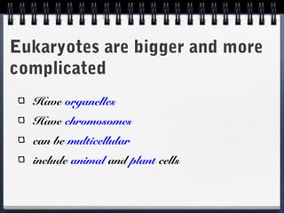 Eukaryotes are bigger and more
complicated
Have organelles
Have chromosomes
can be multicellular
include animal and plant cells

 