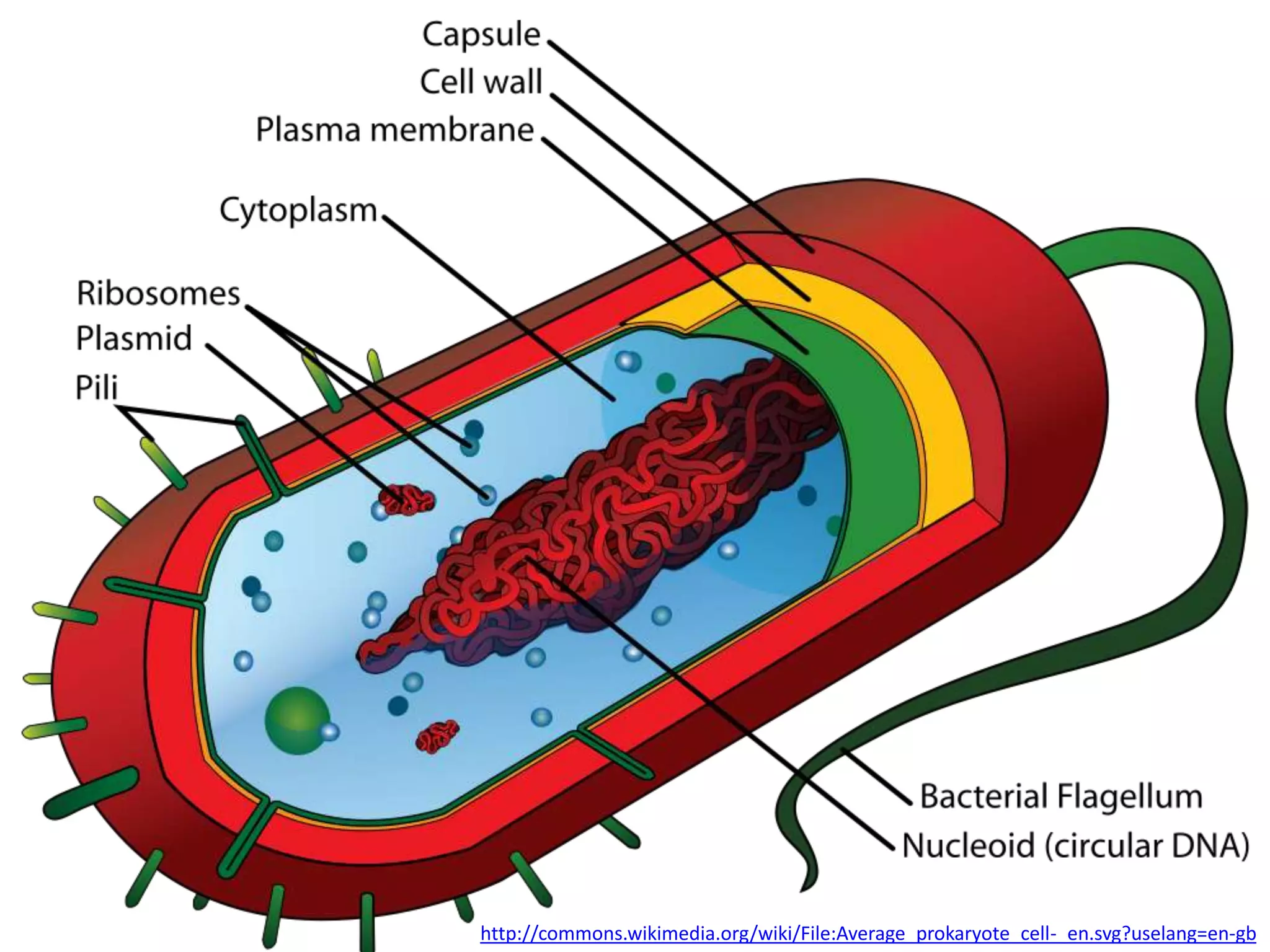 IB Biology Core 2.2: Prokaryotic Cells | PPTX