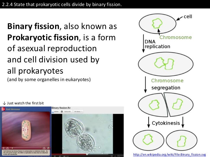 IB Biology Core 2.2 Prokaryotic Cells