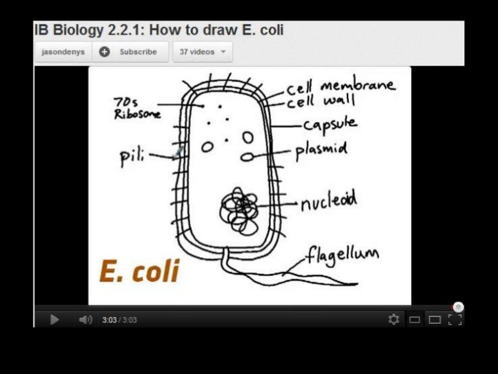 IB Biology Core 2.2: Prokaryotic Cells