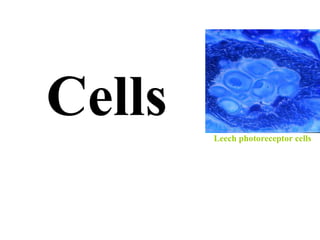 Cells Leech photoreceptor cells 