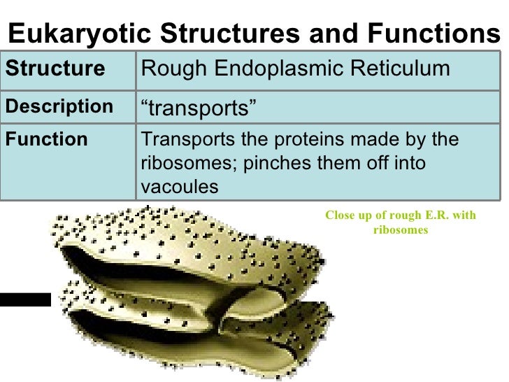 function of rough er under fontanacountryinn com rough er function