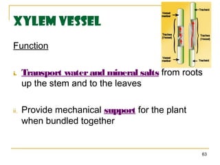 Xylem Vessel
Function

i.    Transport water and mineral salts from roots
      up the stem and to the leaves

ii.   Provide mechanical support for the plant
      when bundled together


                                                 63
 